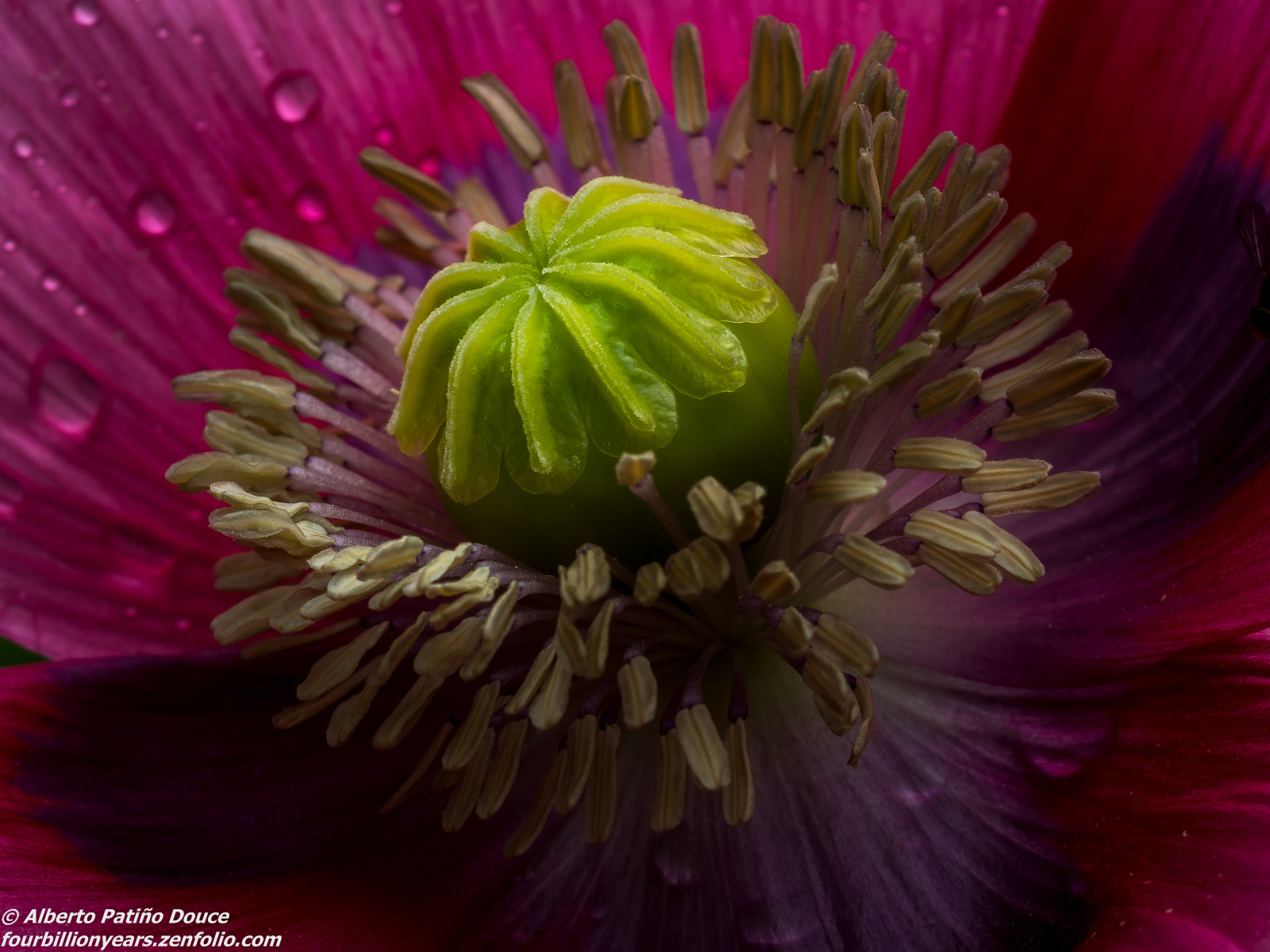 Poppy