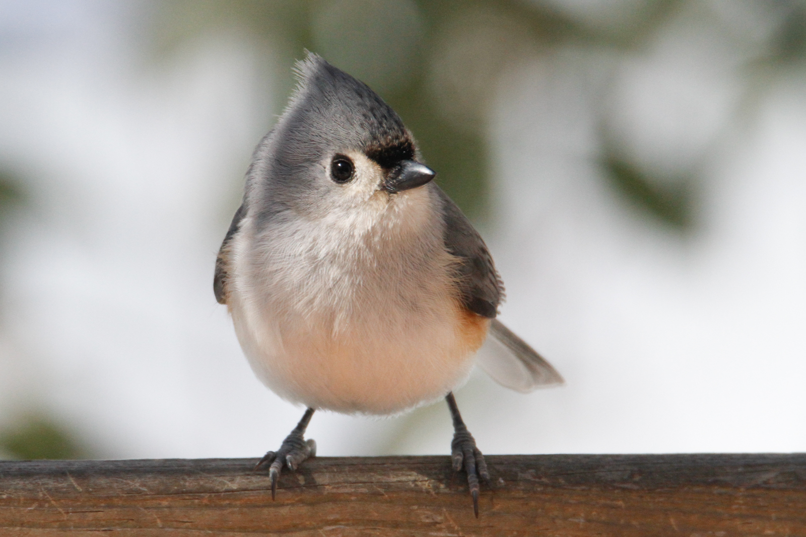 Last of the winter birds
