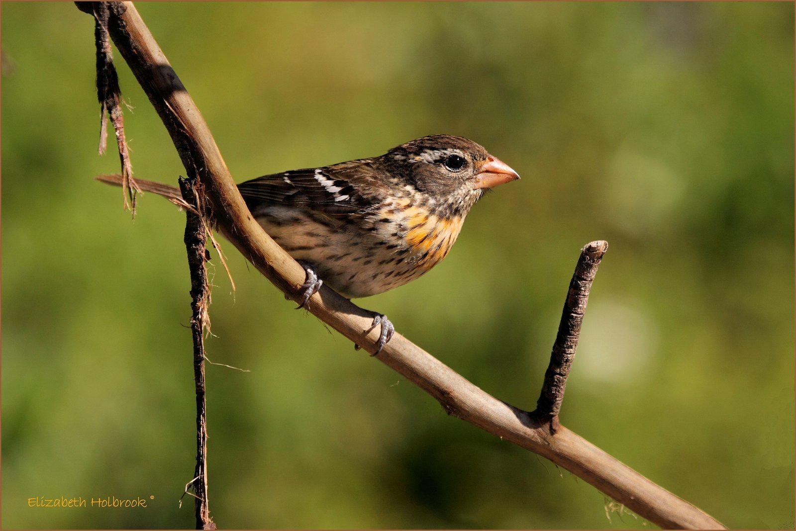 Female Grosbeak
