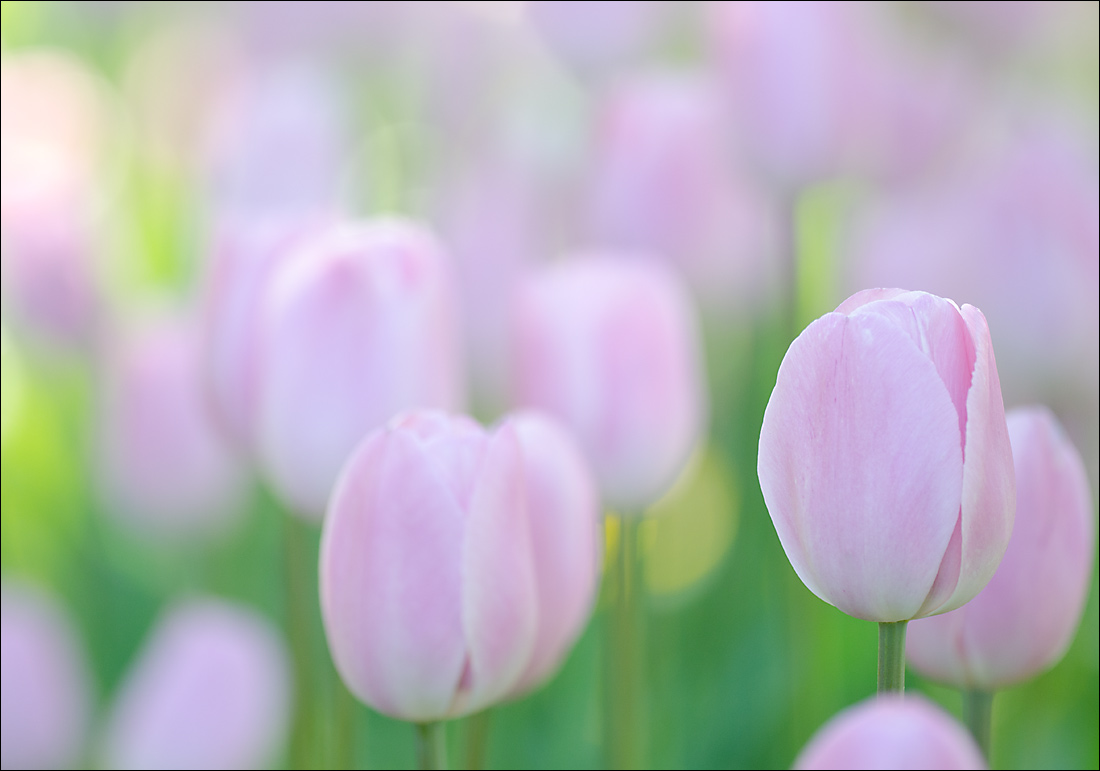 2015 Tulips 4