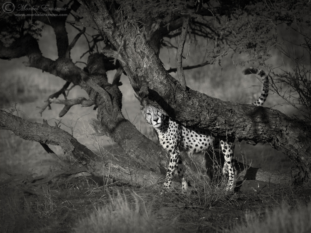 Scent-marking Cheetah