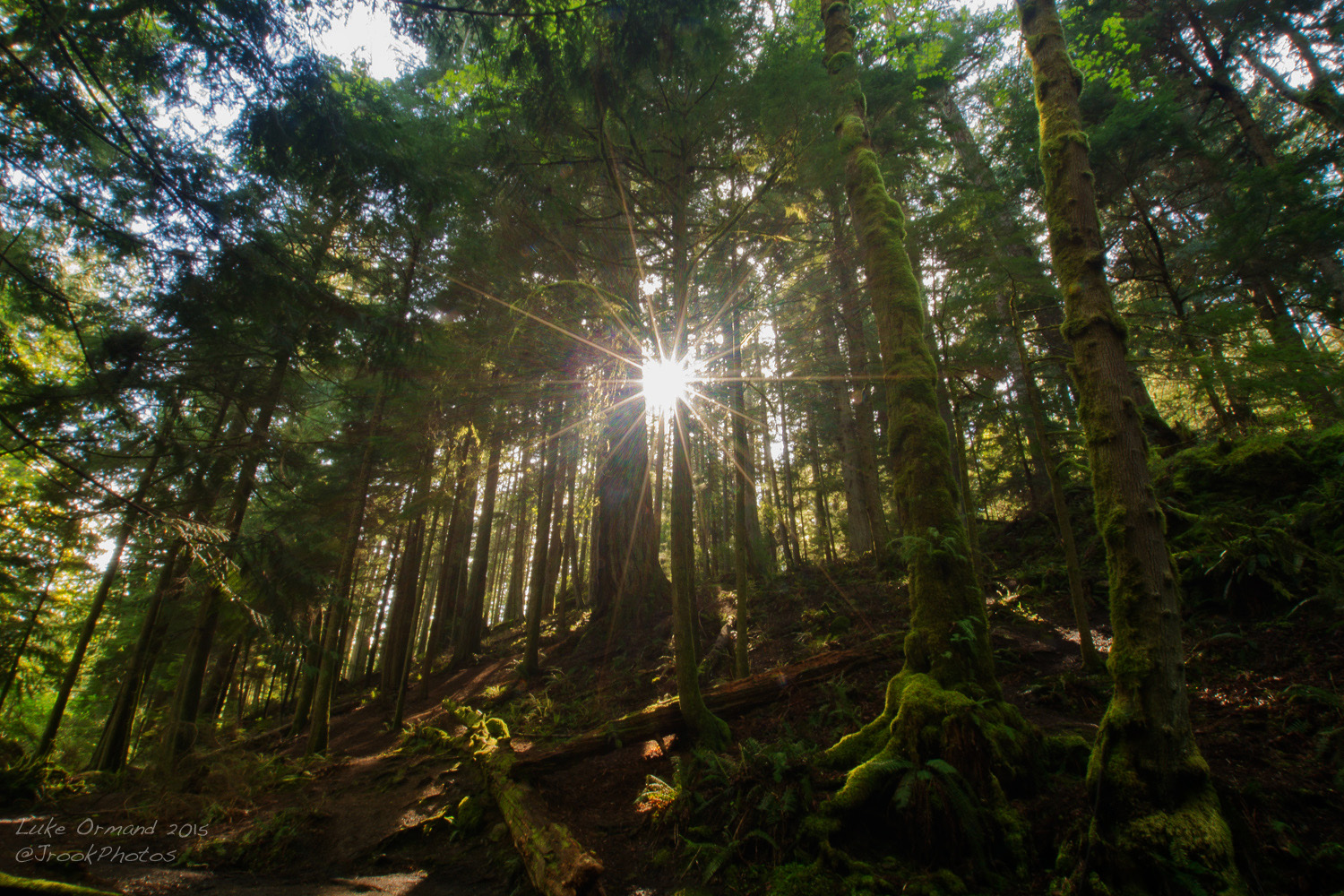Sun through the Trees