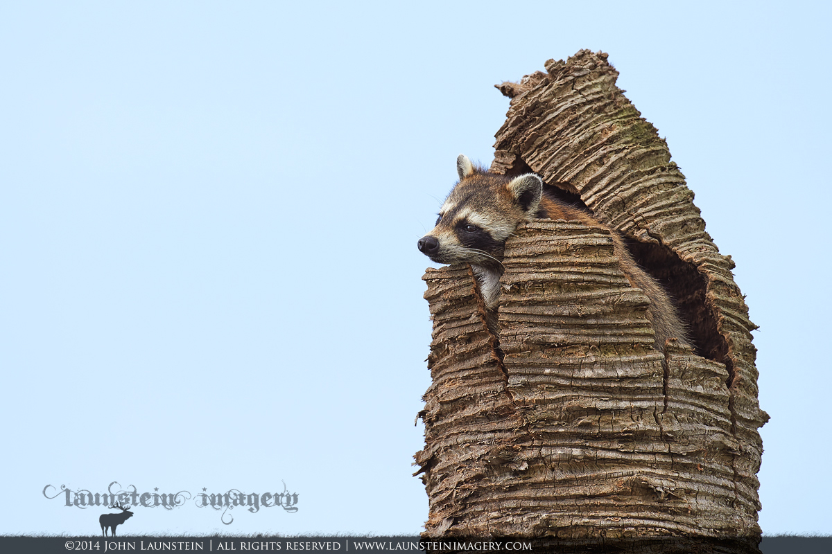 Momma on the Lookout