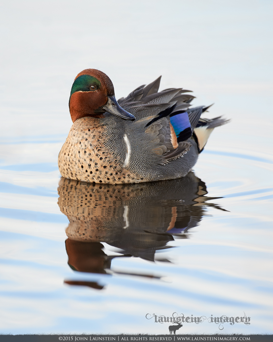 Green-Winged Teal