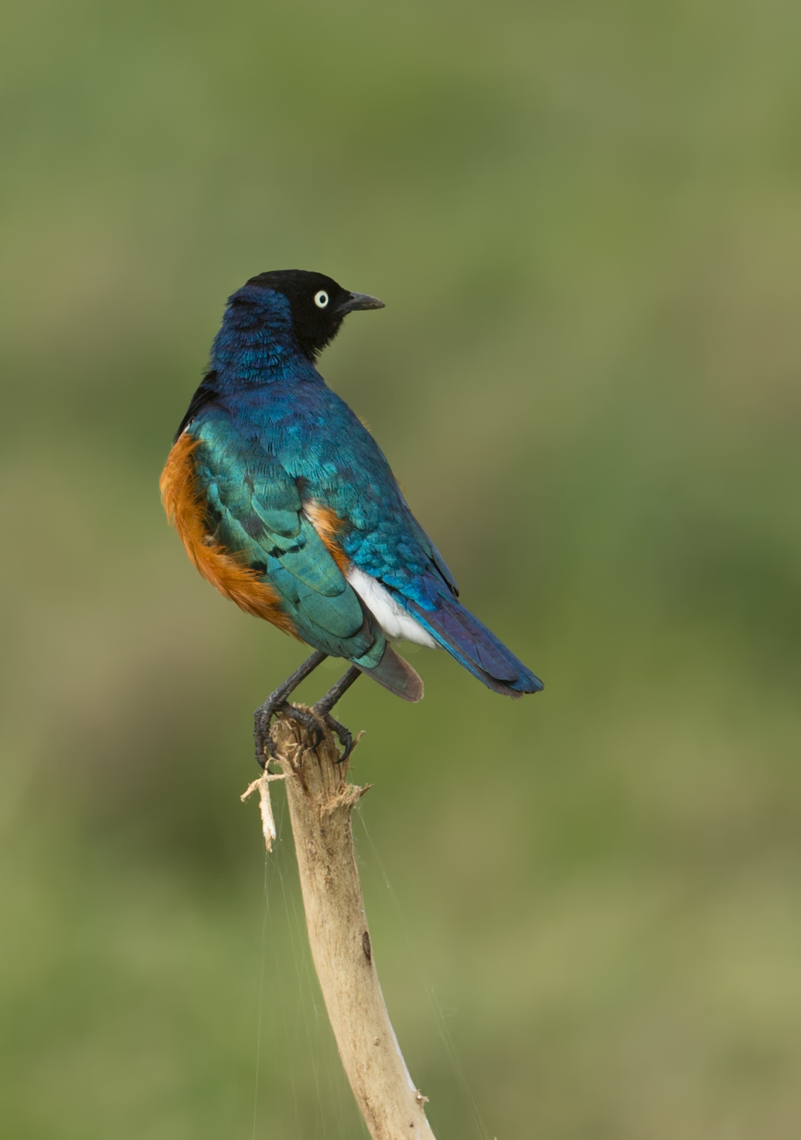 Superb Starling