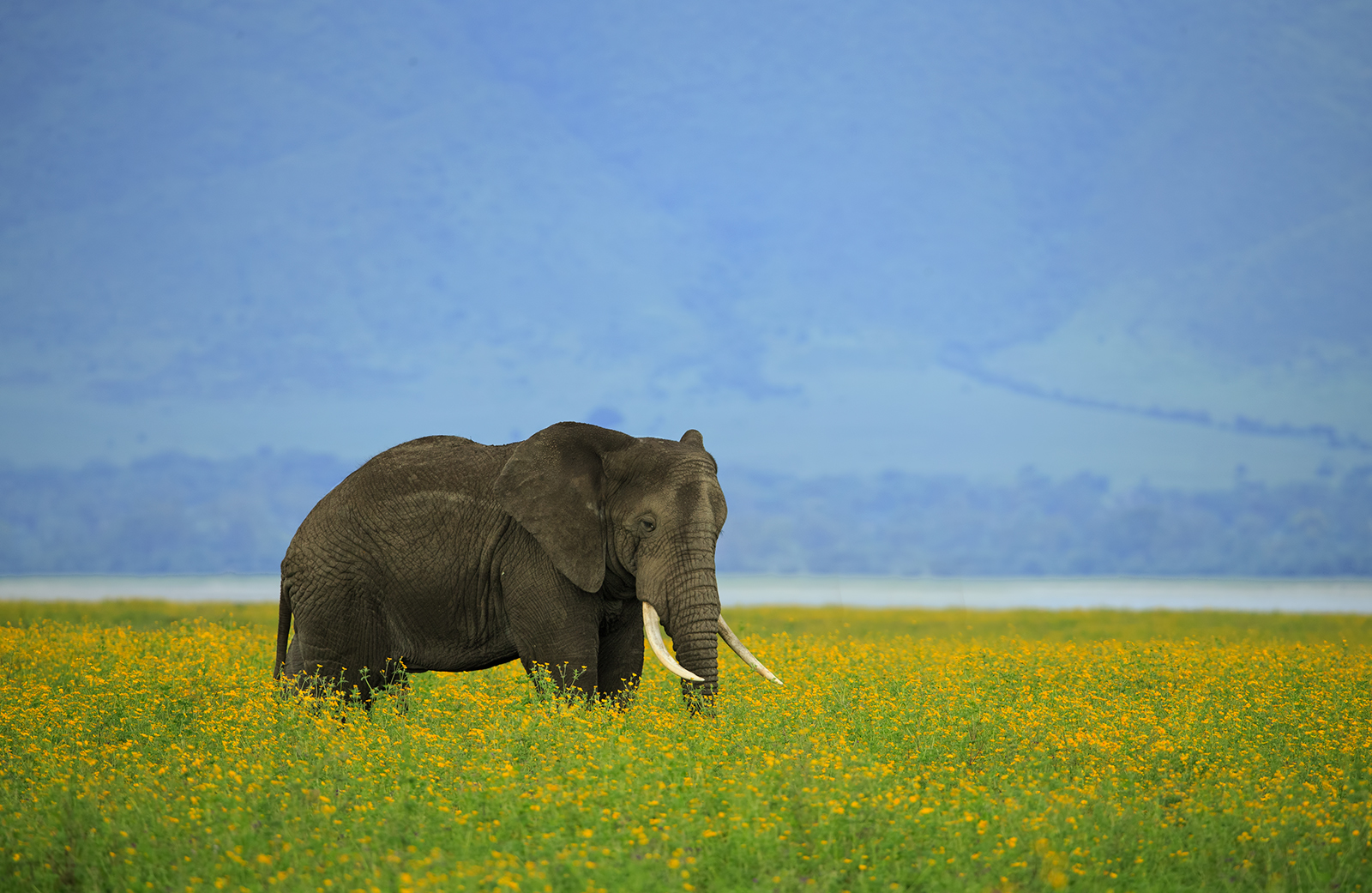 Crater Elephant