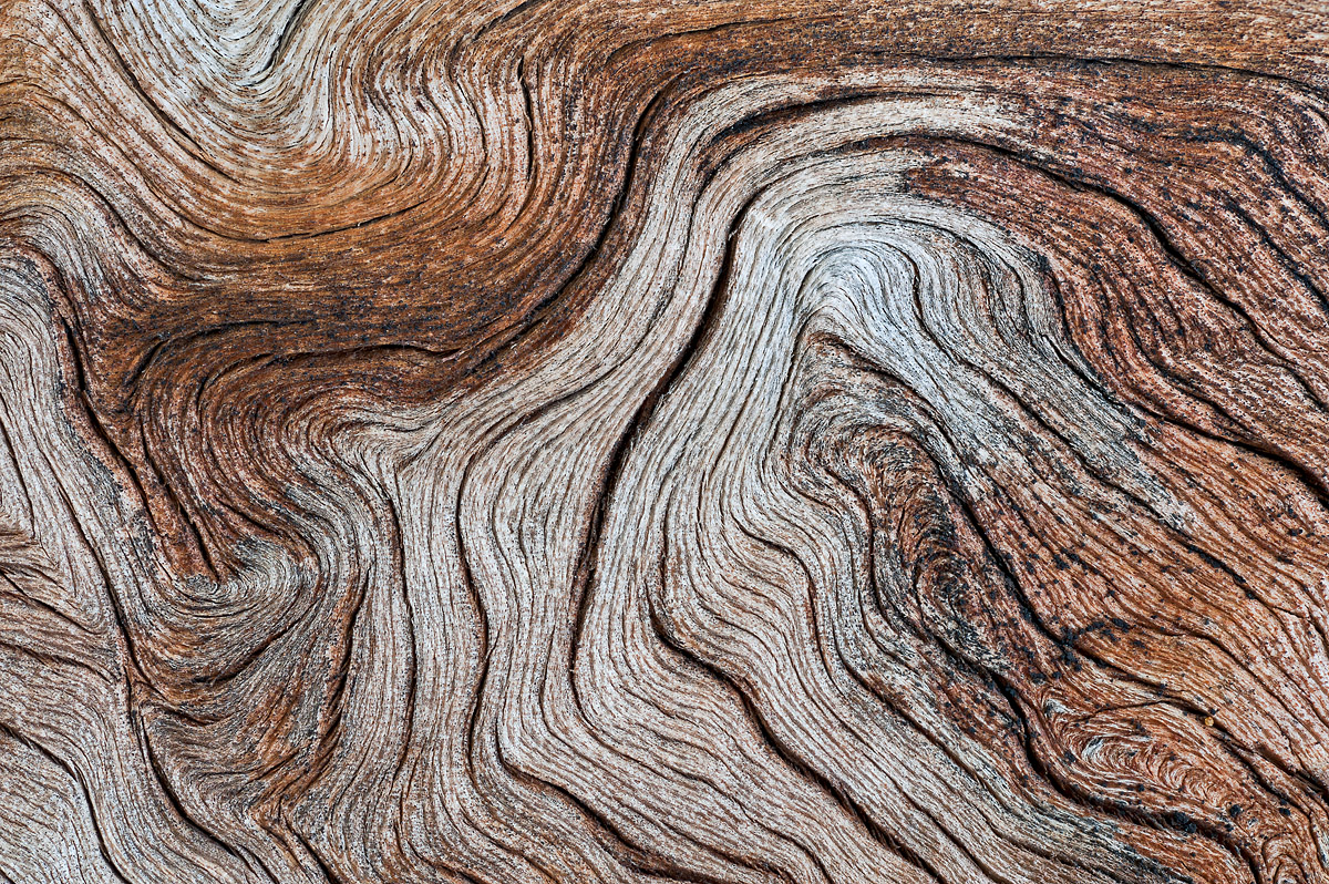 Pine tree close-up