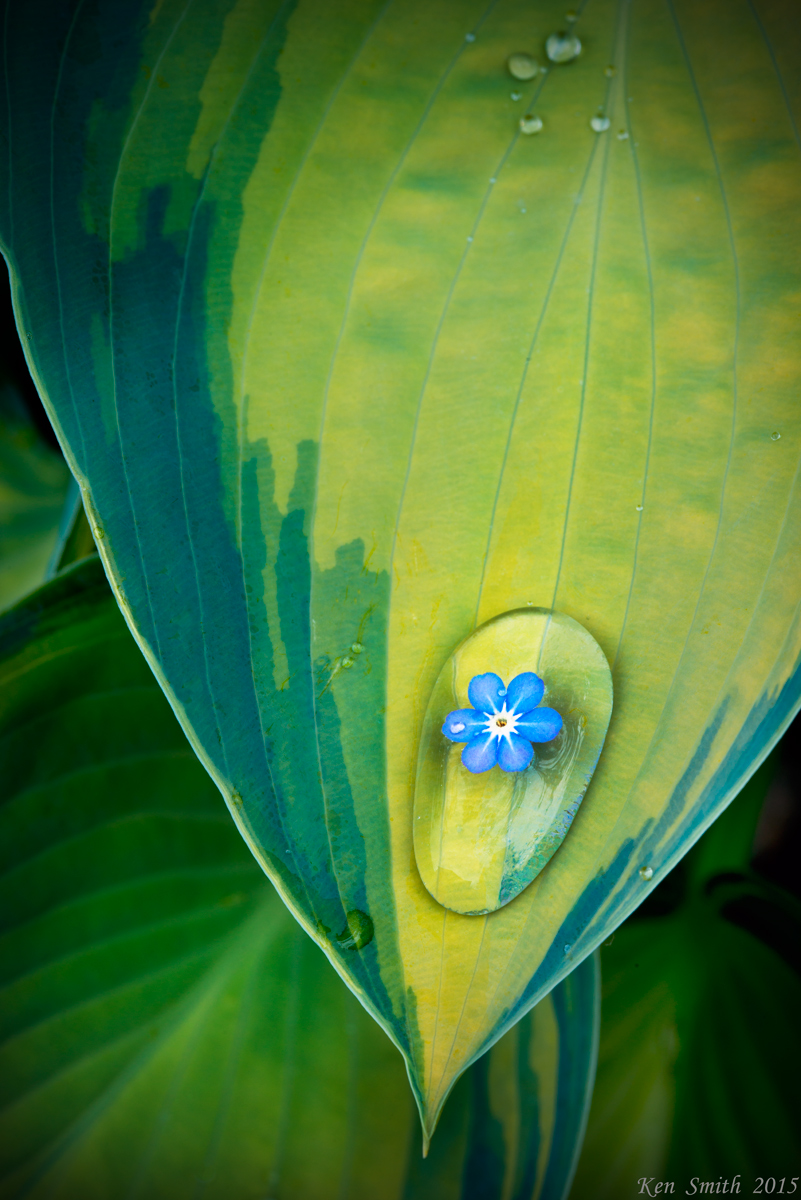 Hosta - Jewelry