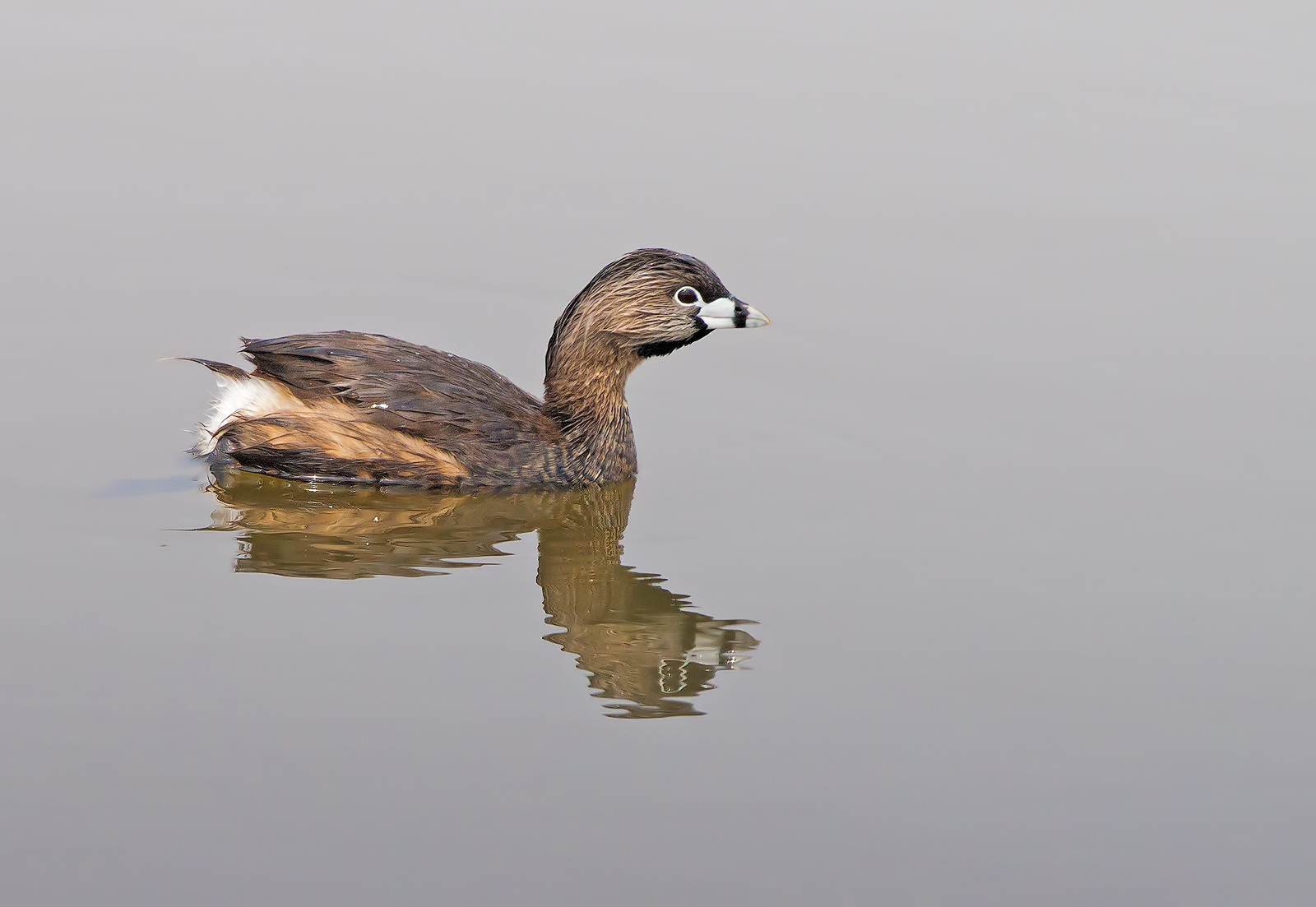 Pied-billed Grebe