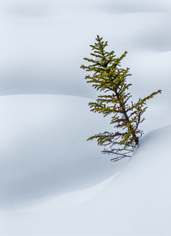 Dreams of Winter+Update
