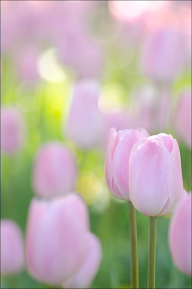 2015 Tulips 5