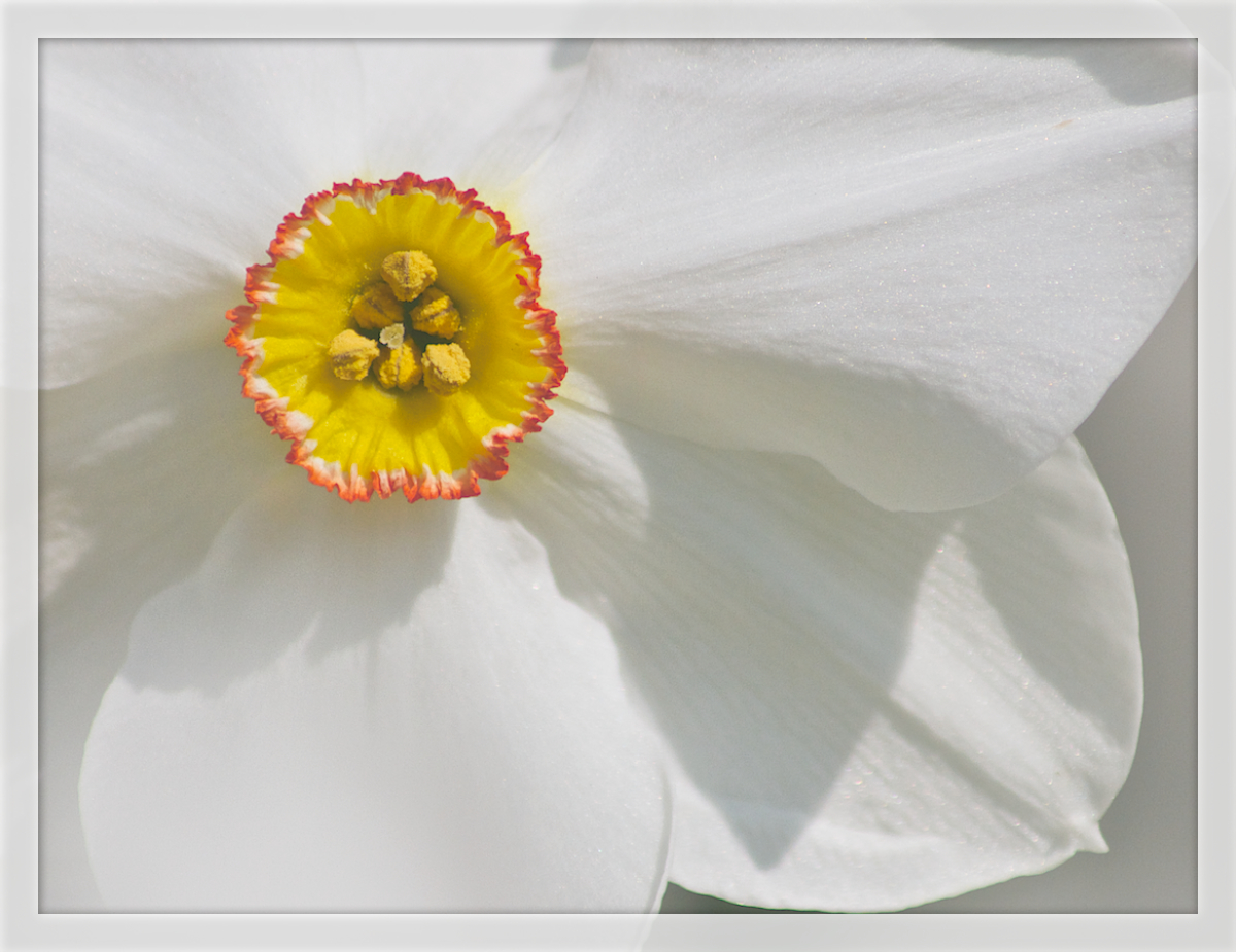 Daffodil