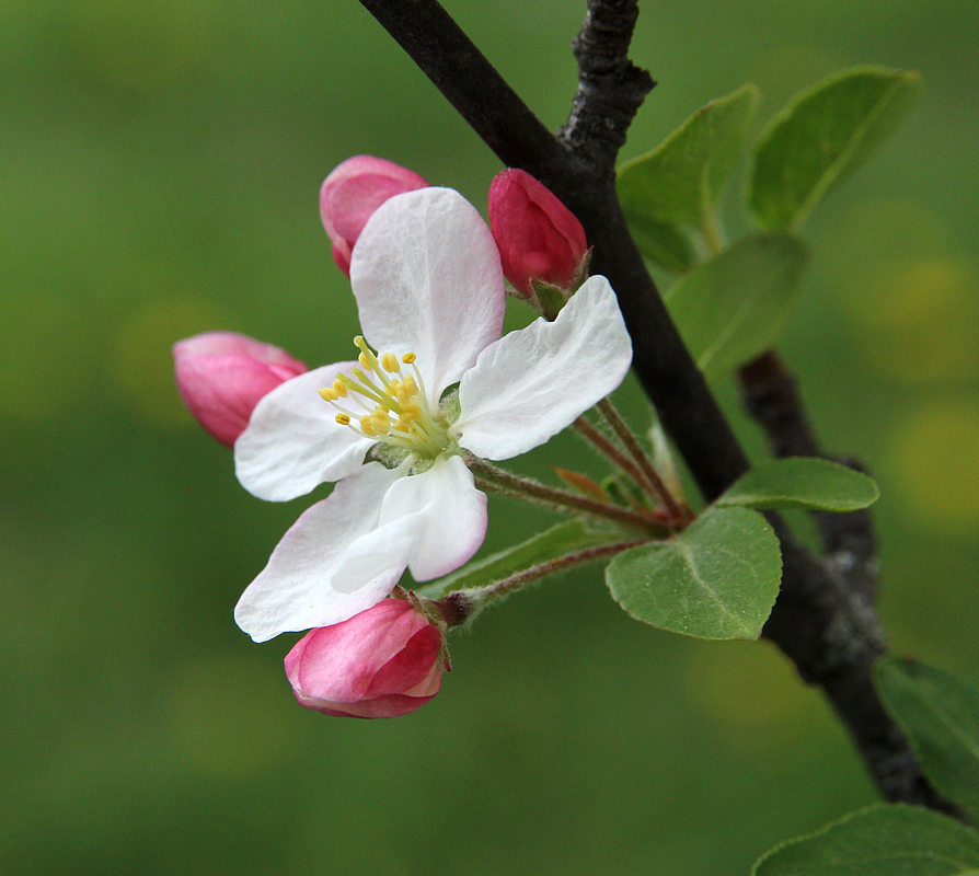 Crabapple Flower