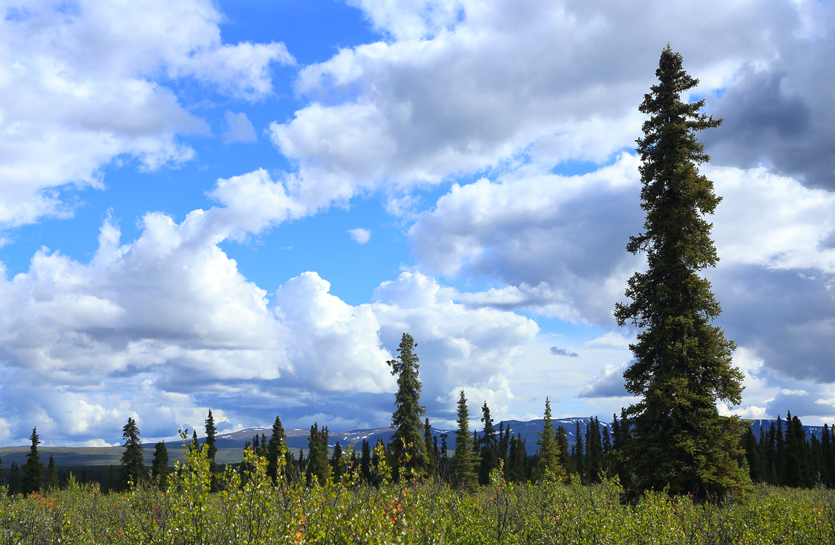 I've looked at clouds