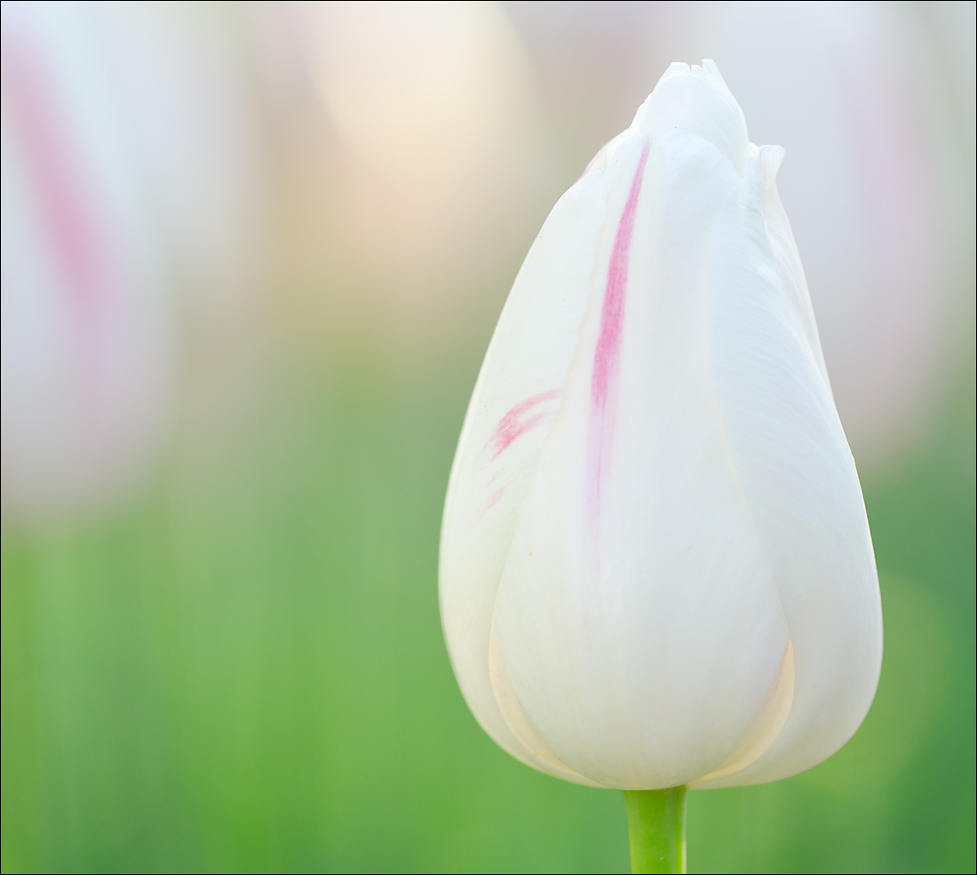 2015 Tulips 6