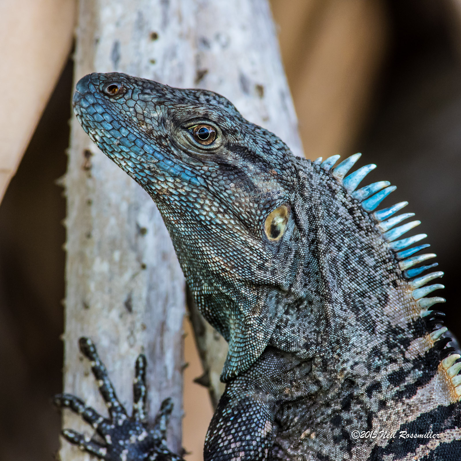 Spiny-tailed iguana