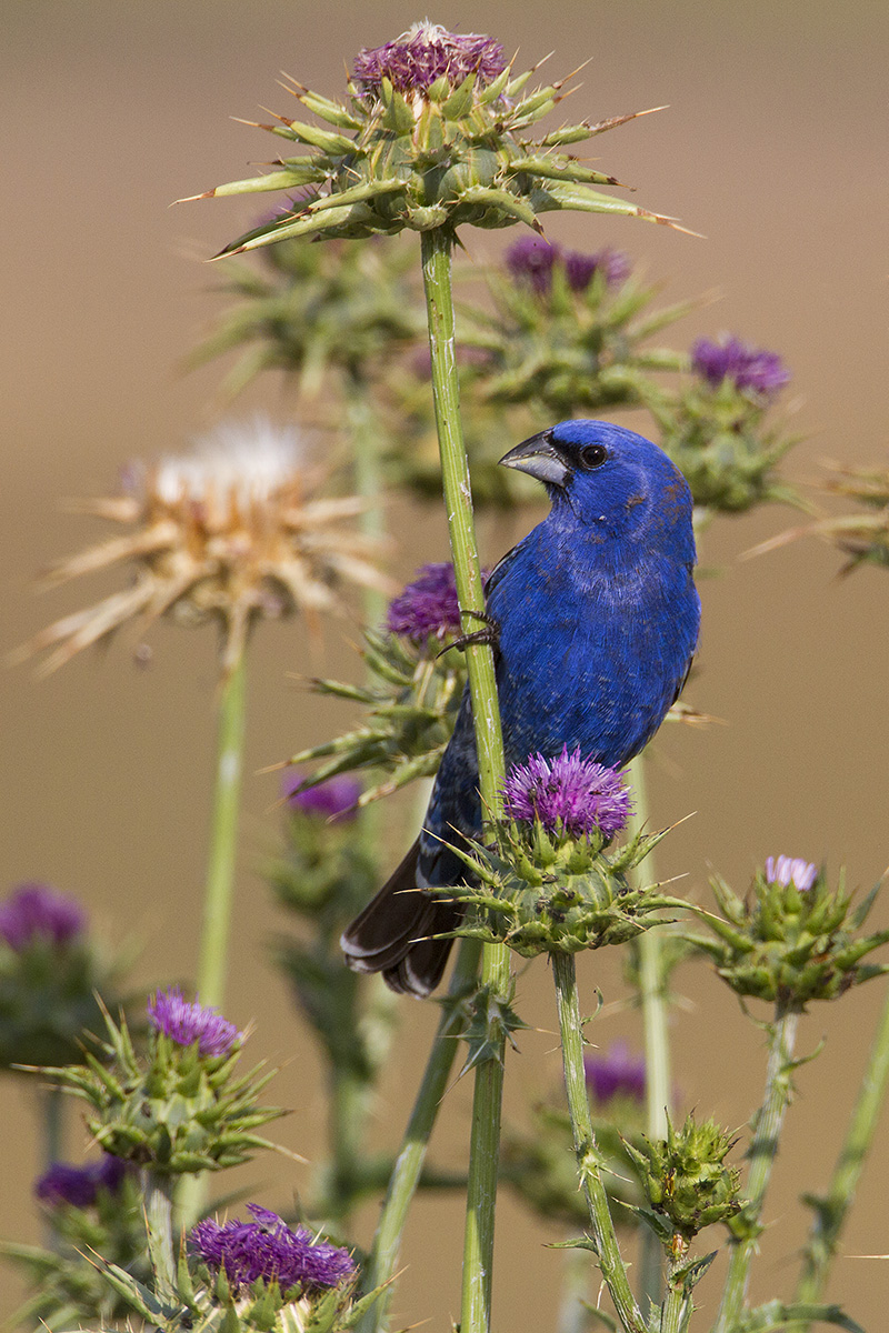In the Thistle Patch