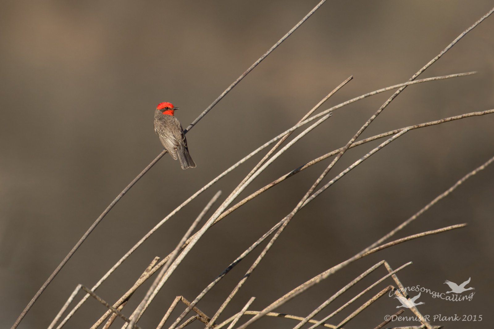 Vermilion Flycatcher