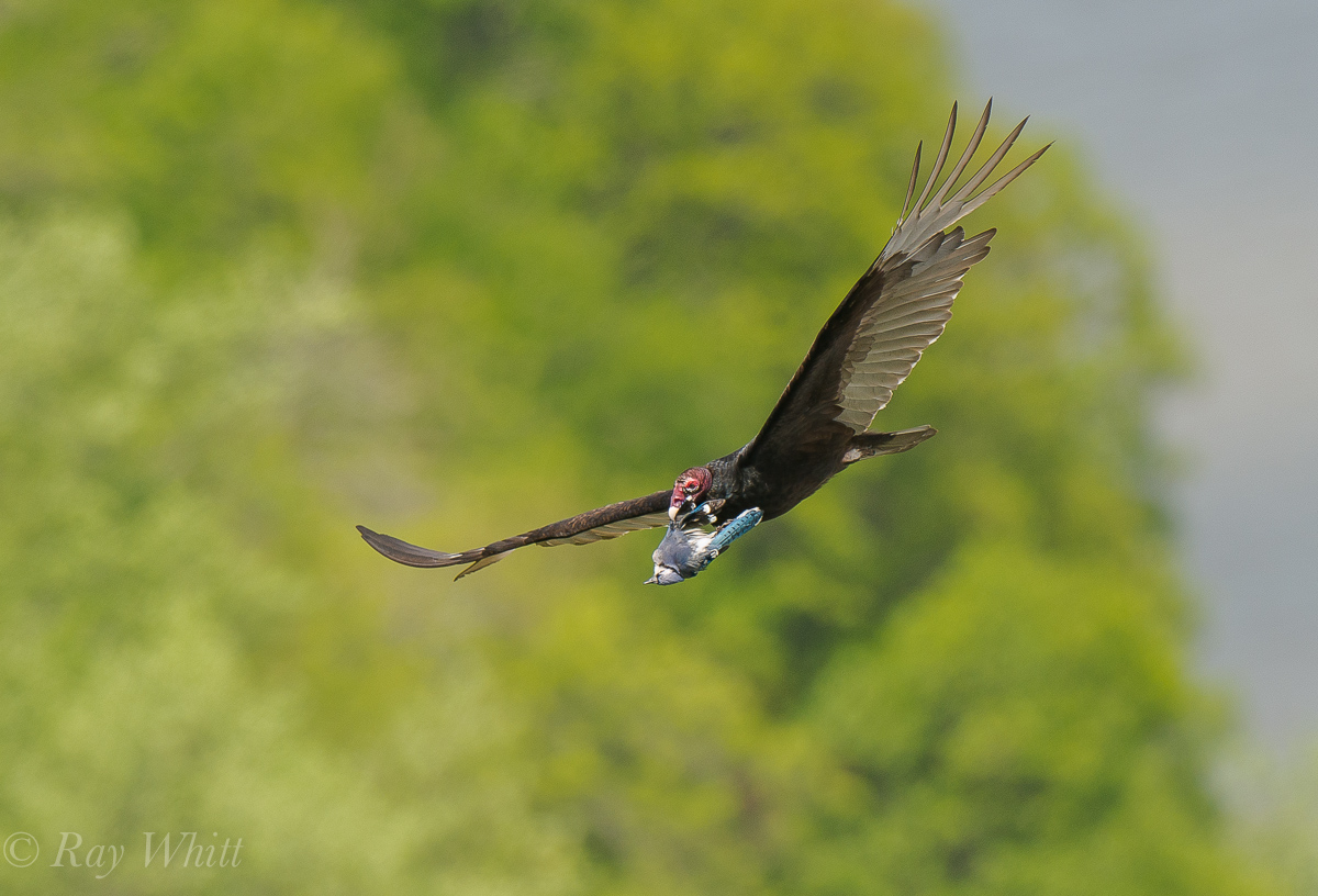 Turkey Vulture and Jay
