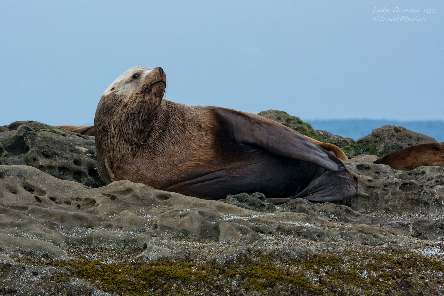 Lounging (Sea)lion