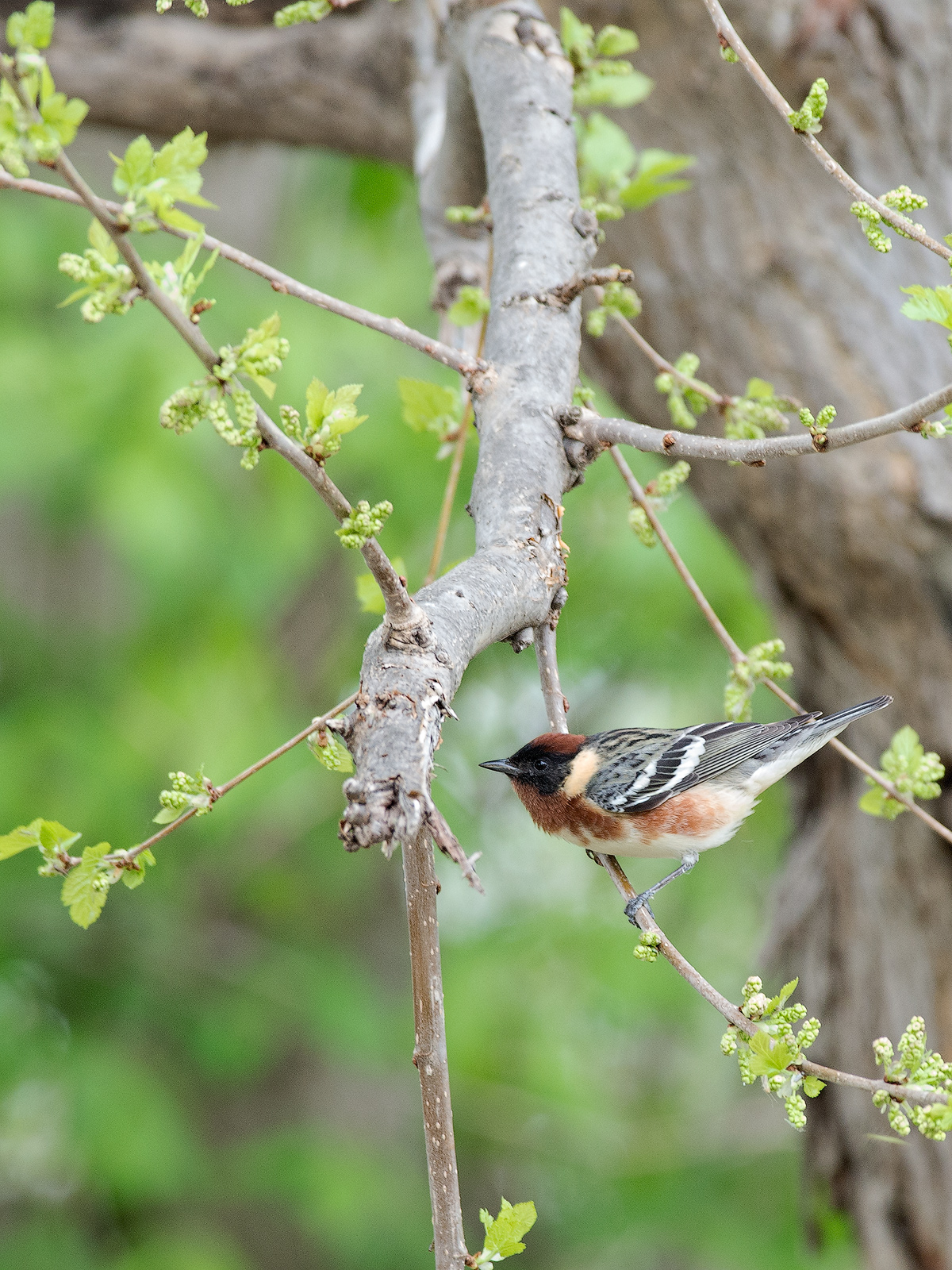 Bay-breasted Warbler