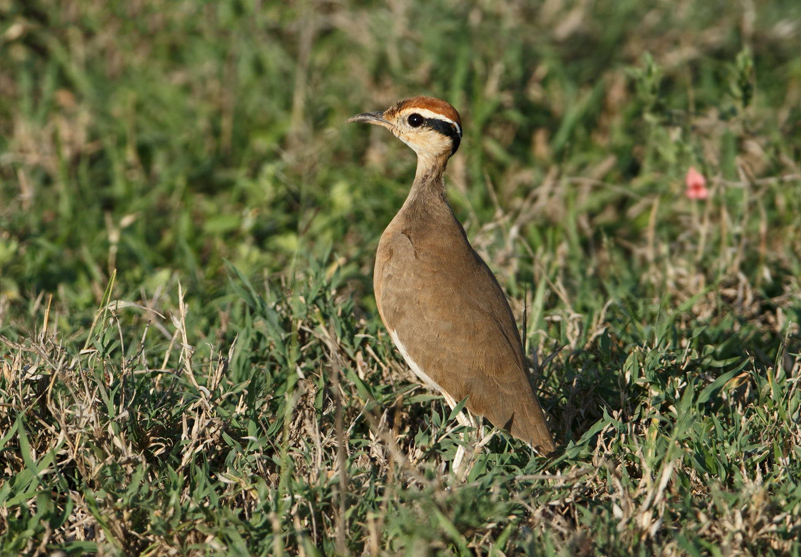 Temmink's Courser