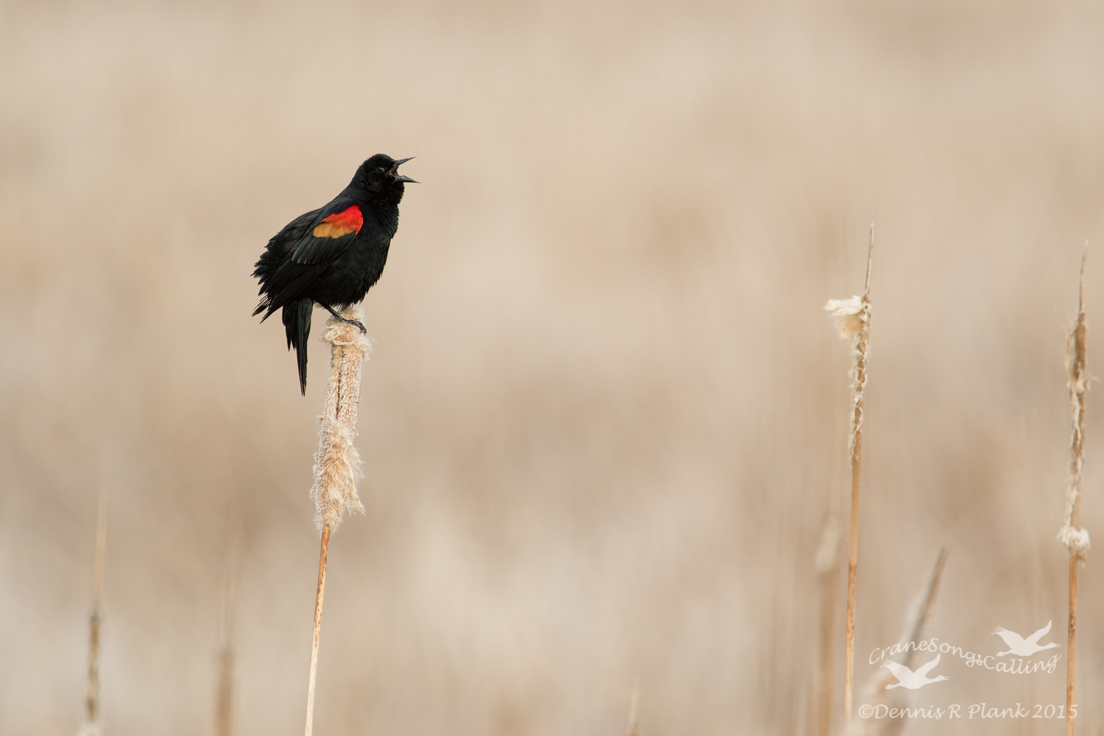 Red-winged BB