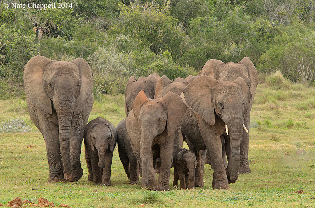 Addo Elephants