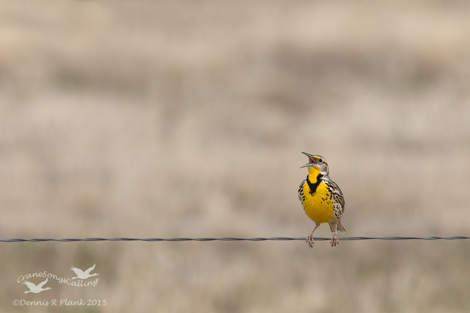 Bird on a Wire