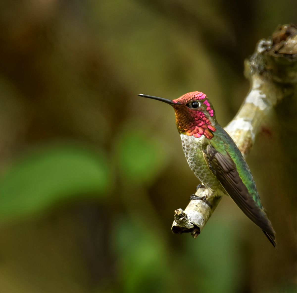 Anna's Iridescence