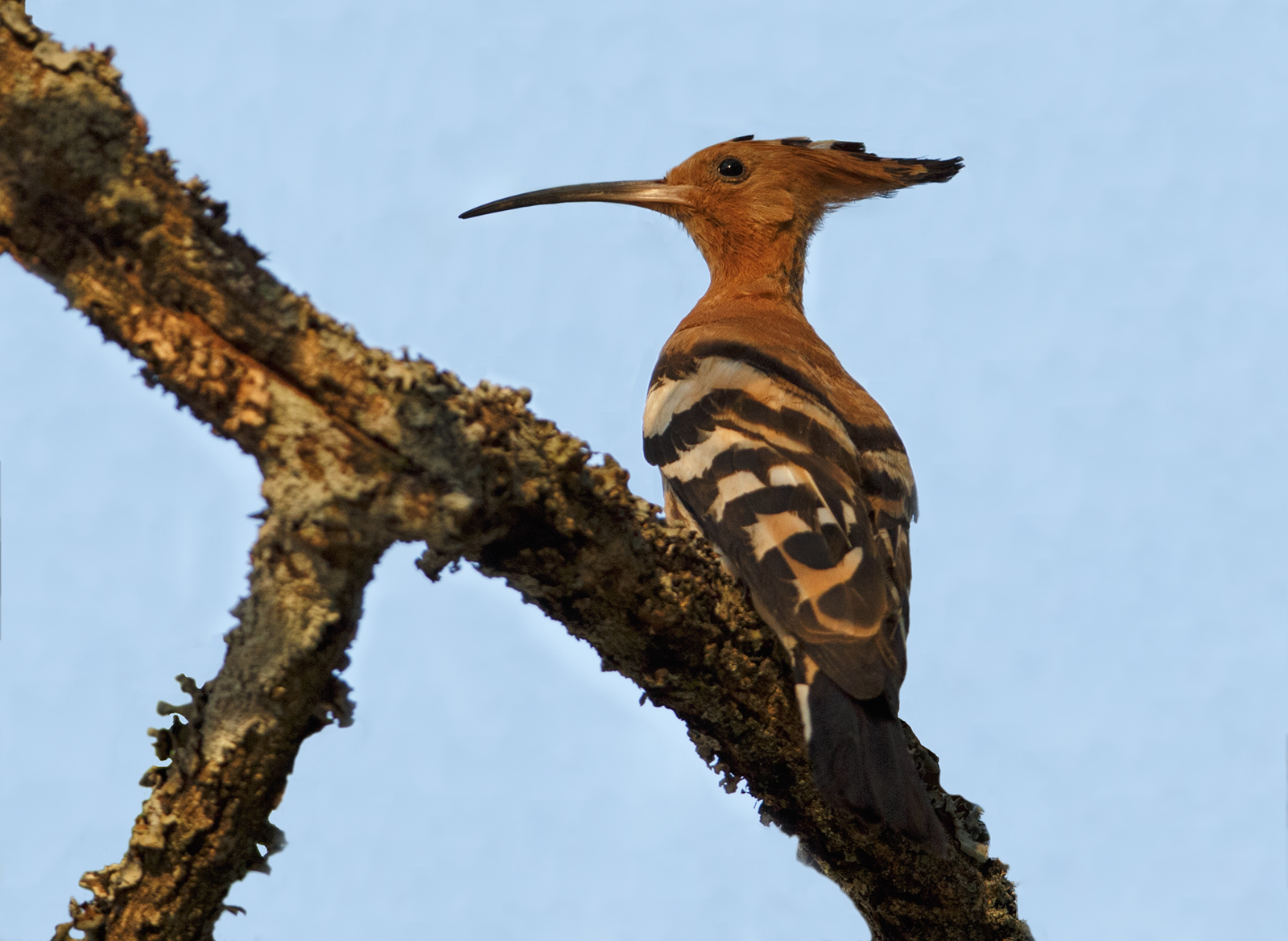 African Hoopoe
