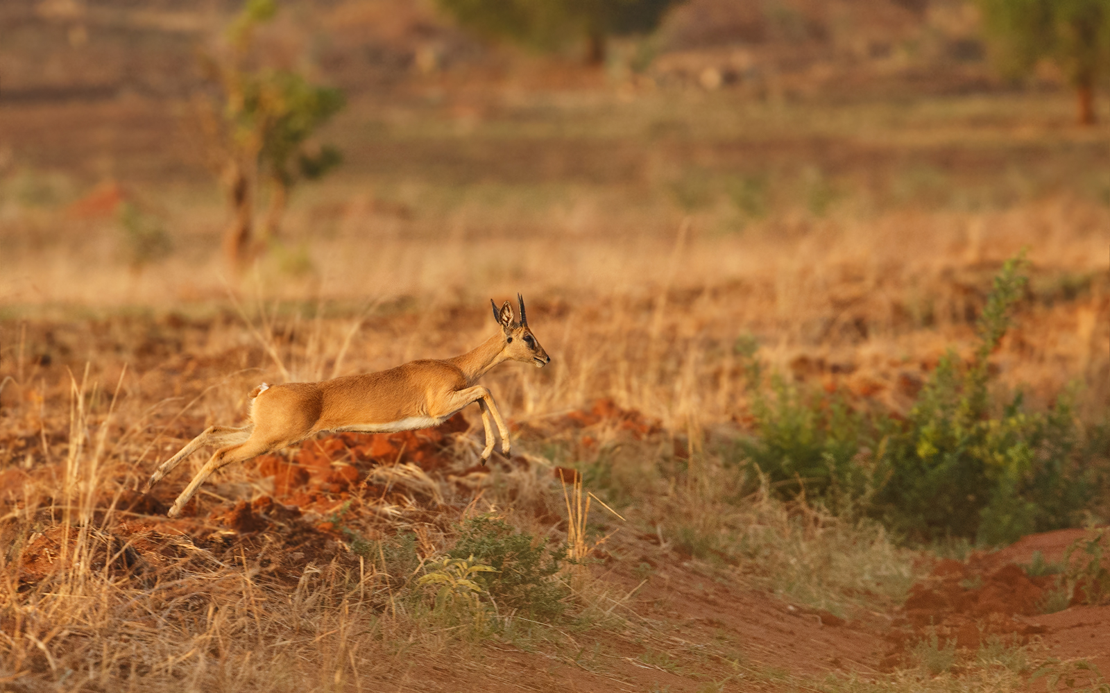 Leaping Oribi