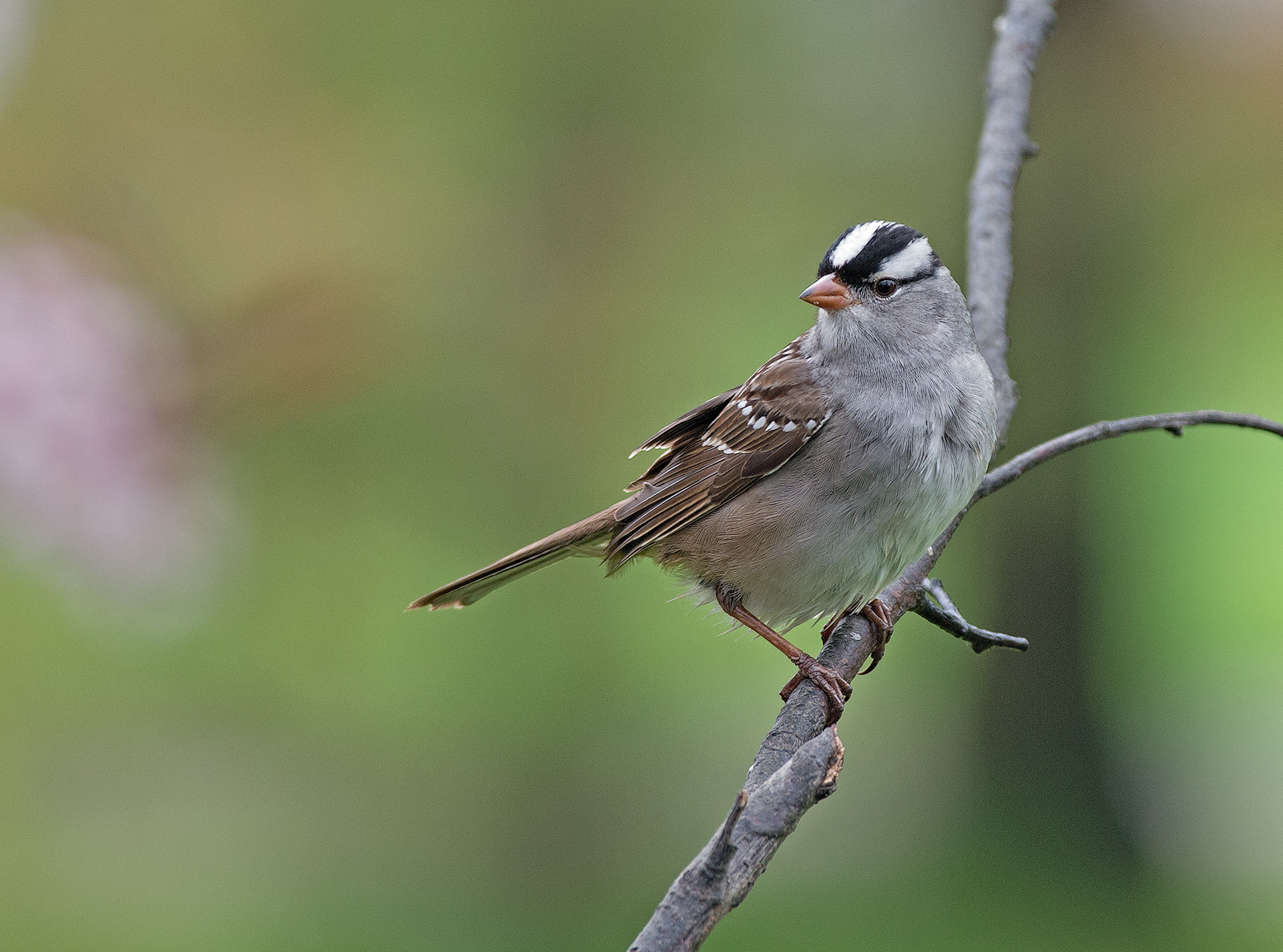 White-crowned Sparrow
