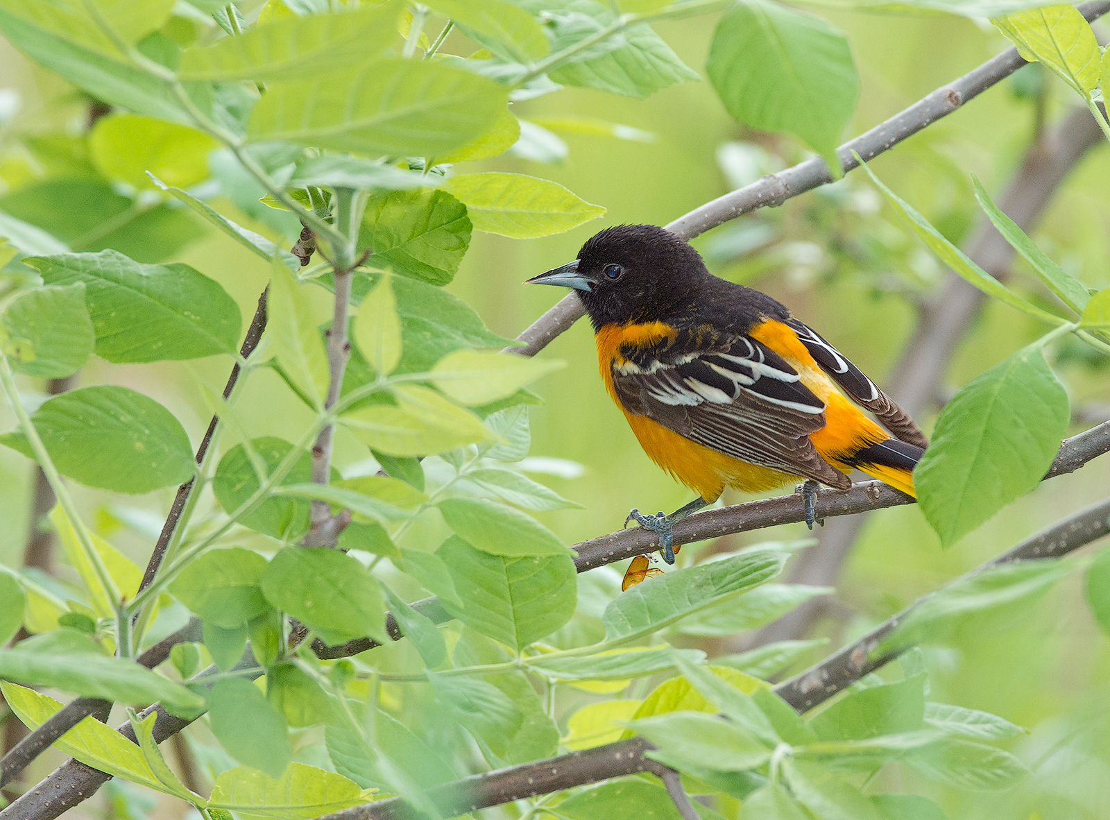 Baltimore Oriole 