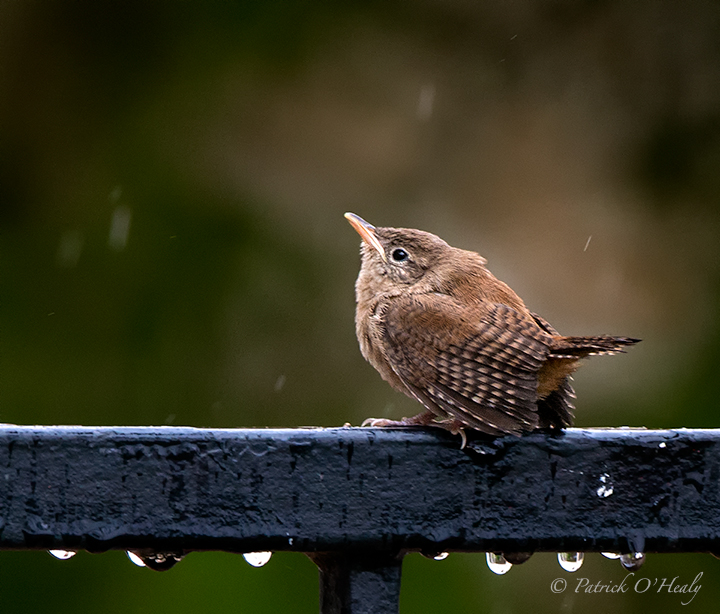 House Wren Fledge