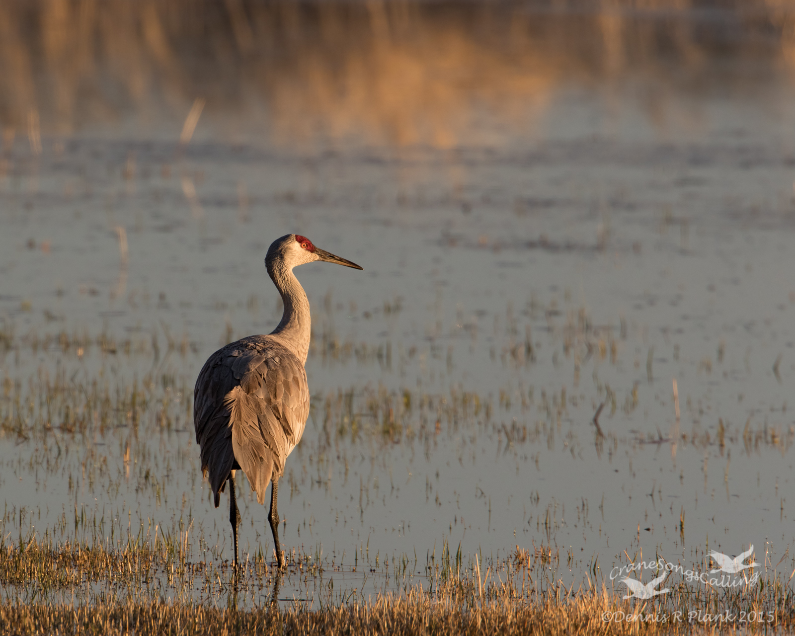 Sandhill Crane