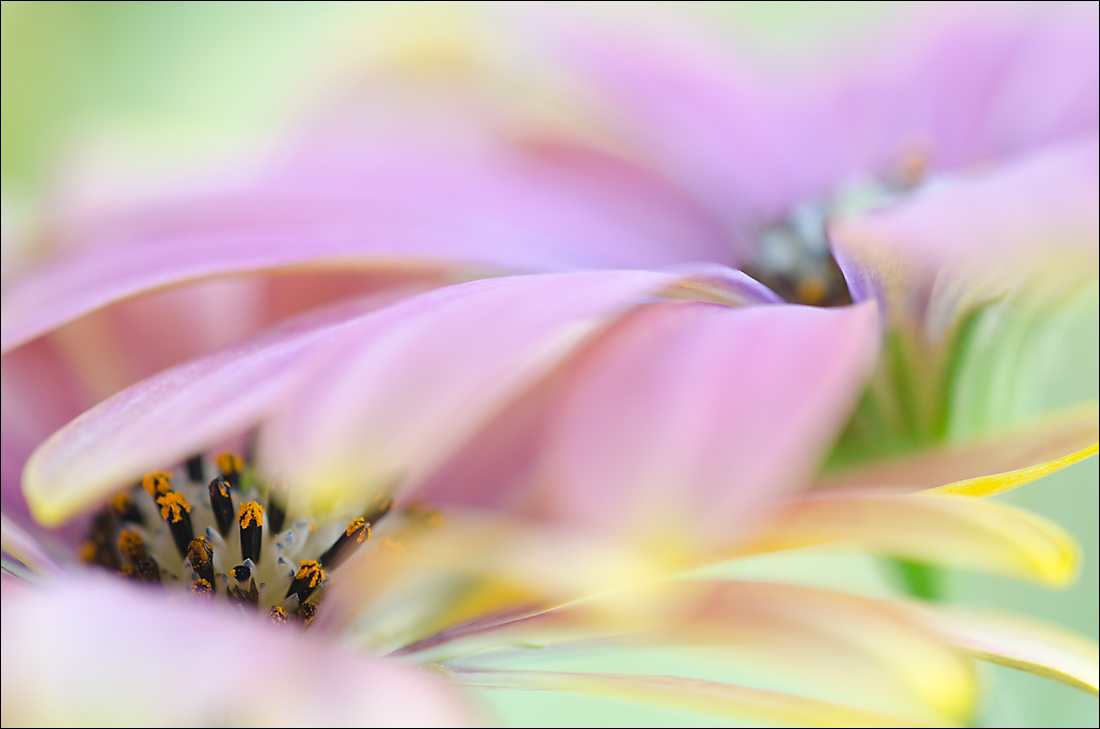 Osteospermum 4