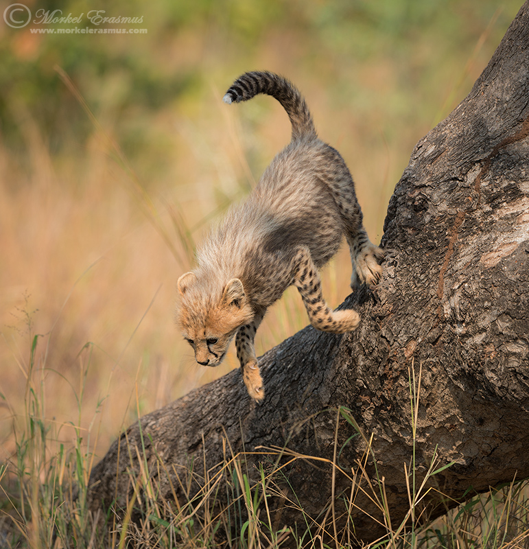 Cheetah Cub Descent