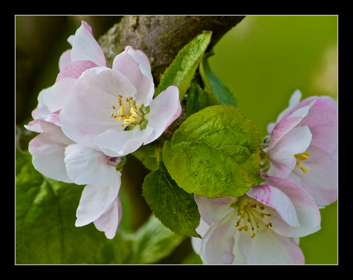 Apple Blossom