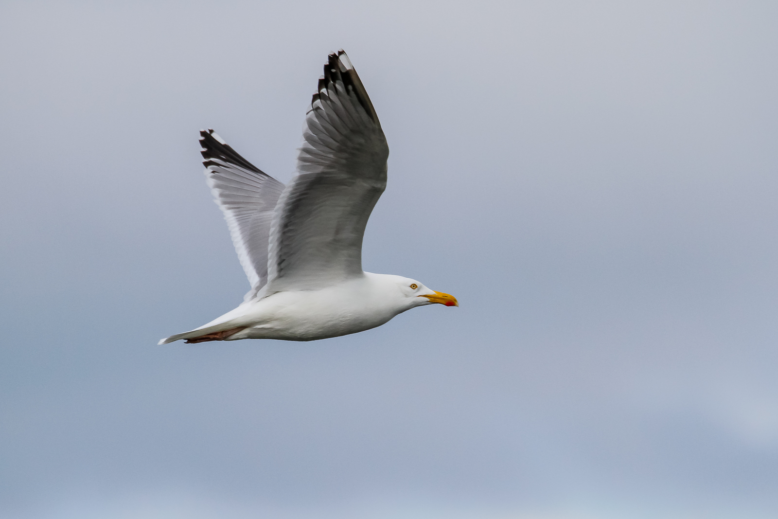 Fly by
