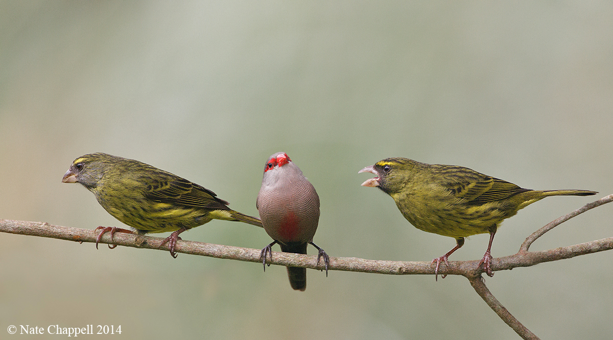 Forest Canaries +Waxbill