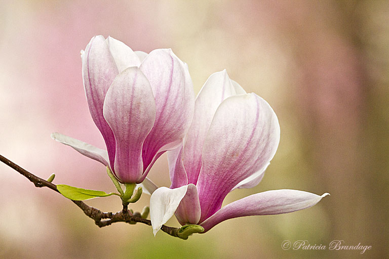 Twin Magnolias