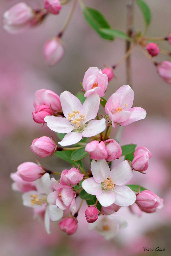 Malus Floribunda ‘Rosea’