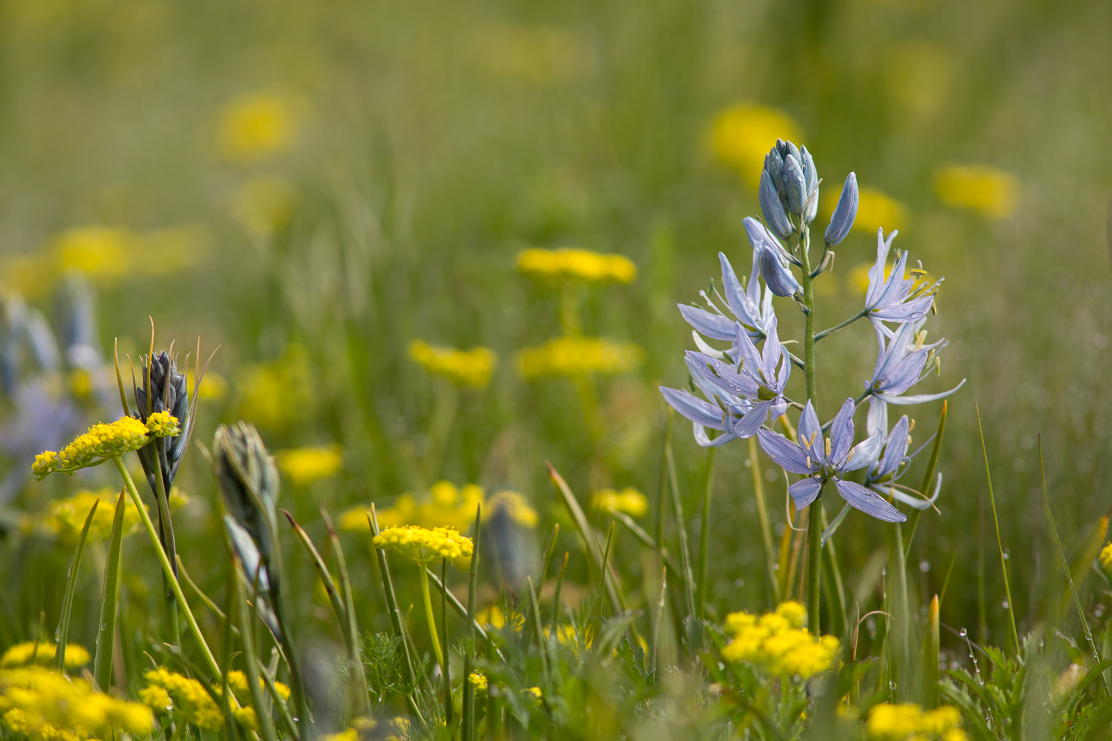 Spring Gold