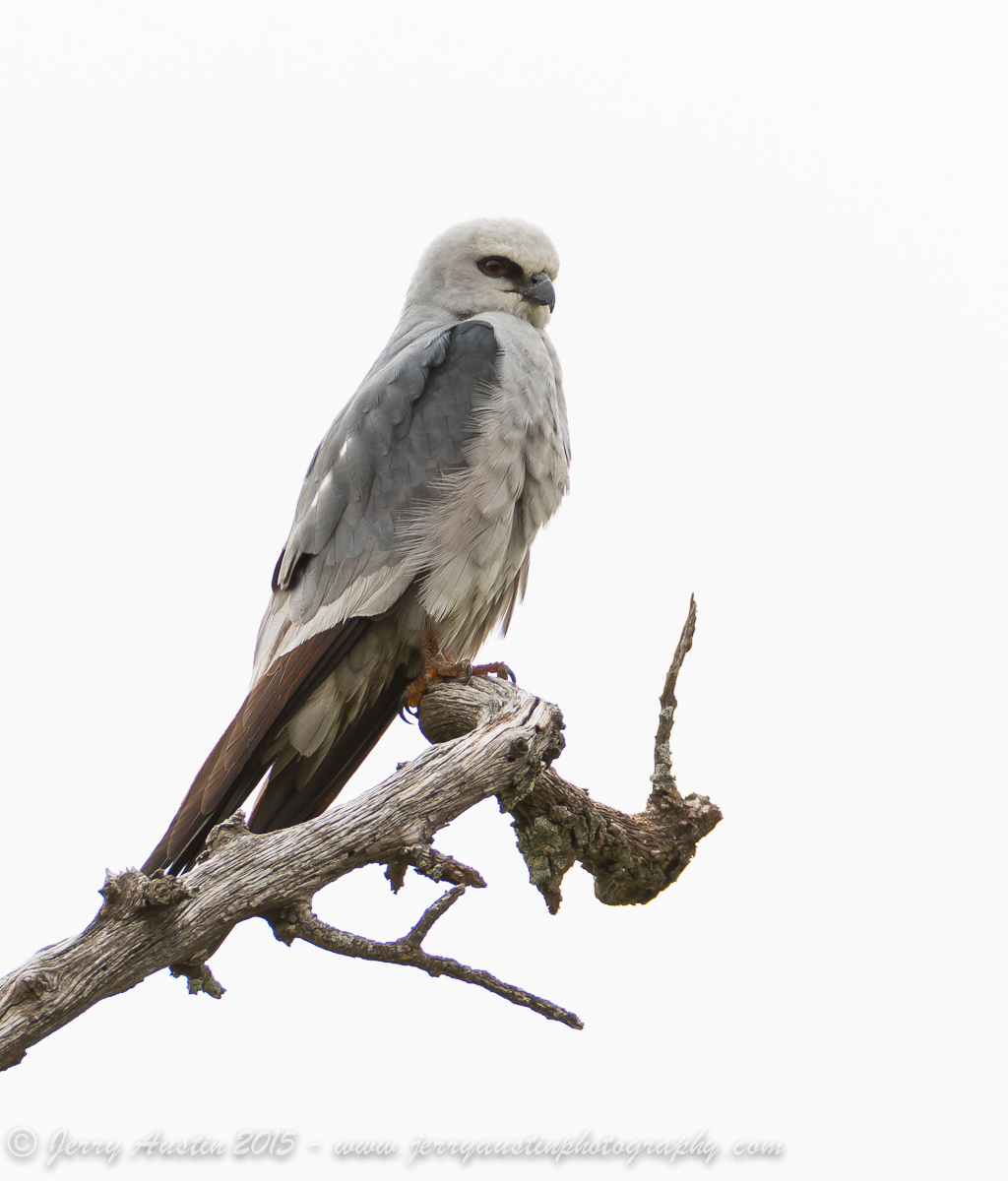 Mississippi Kite 2