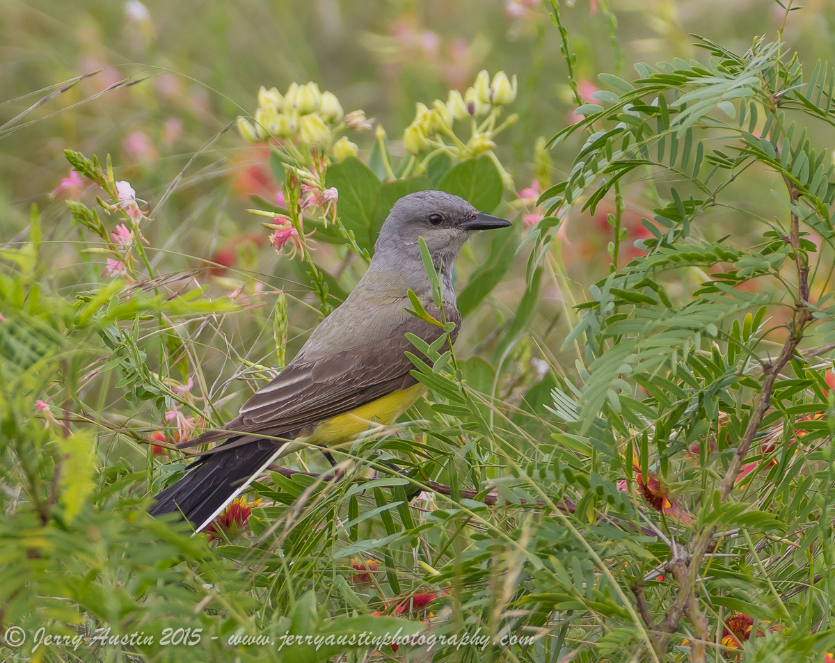 Western Kingbird Spring