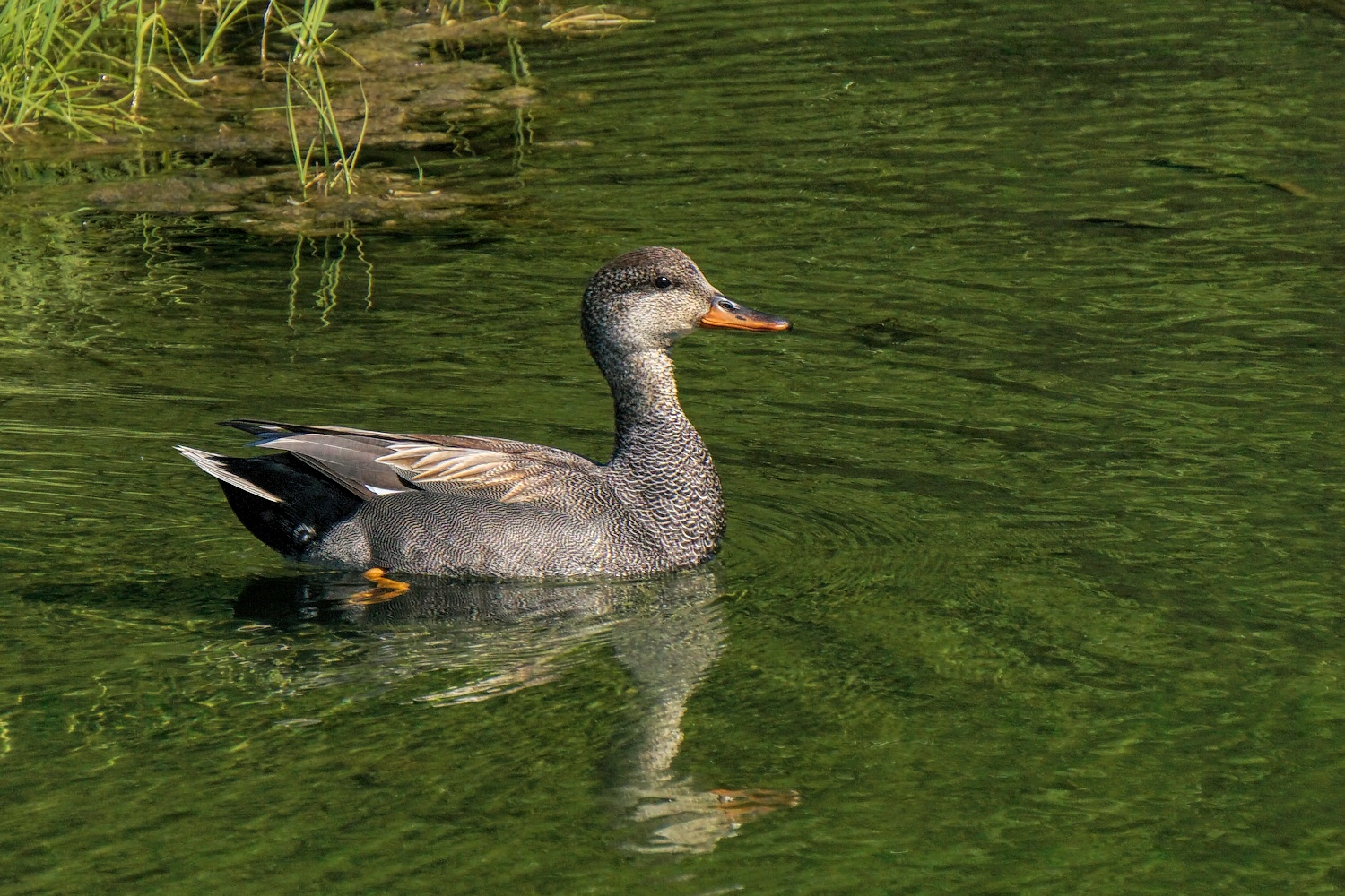 Gadwall Male #1