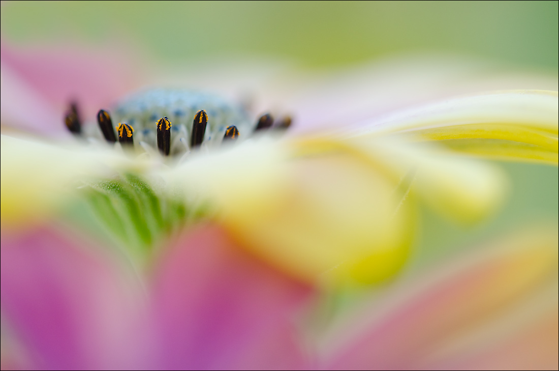 Osteospermum 6
