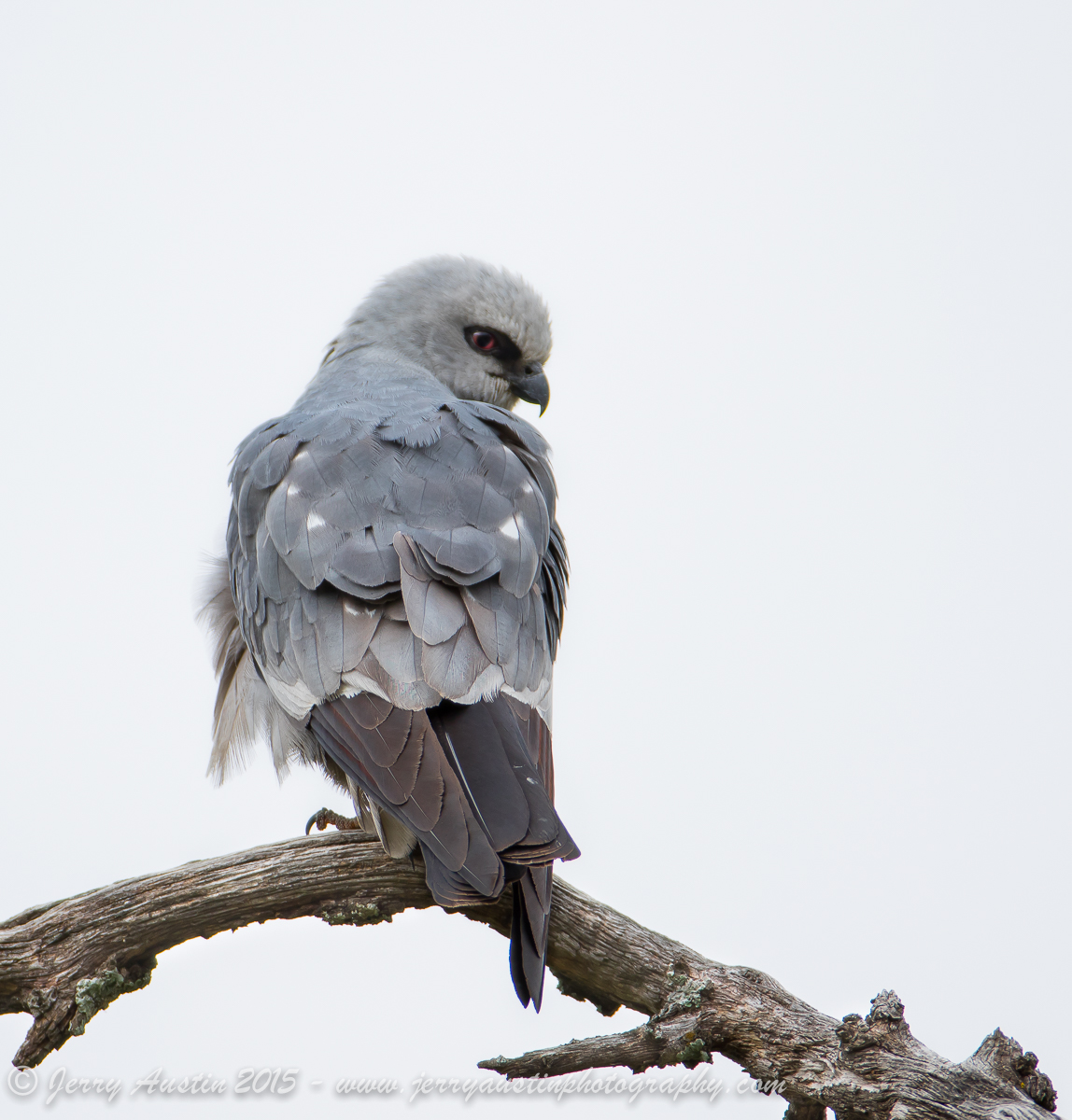 Mississippi Kite 3