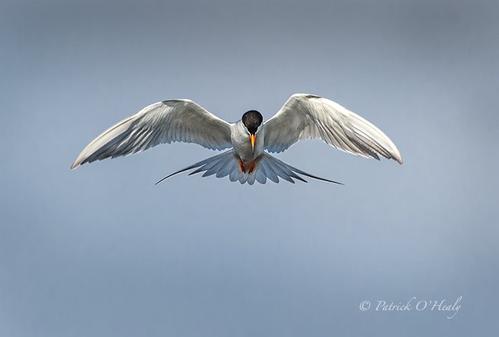 Kiting Forster's Tern